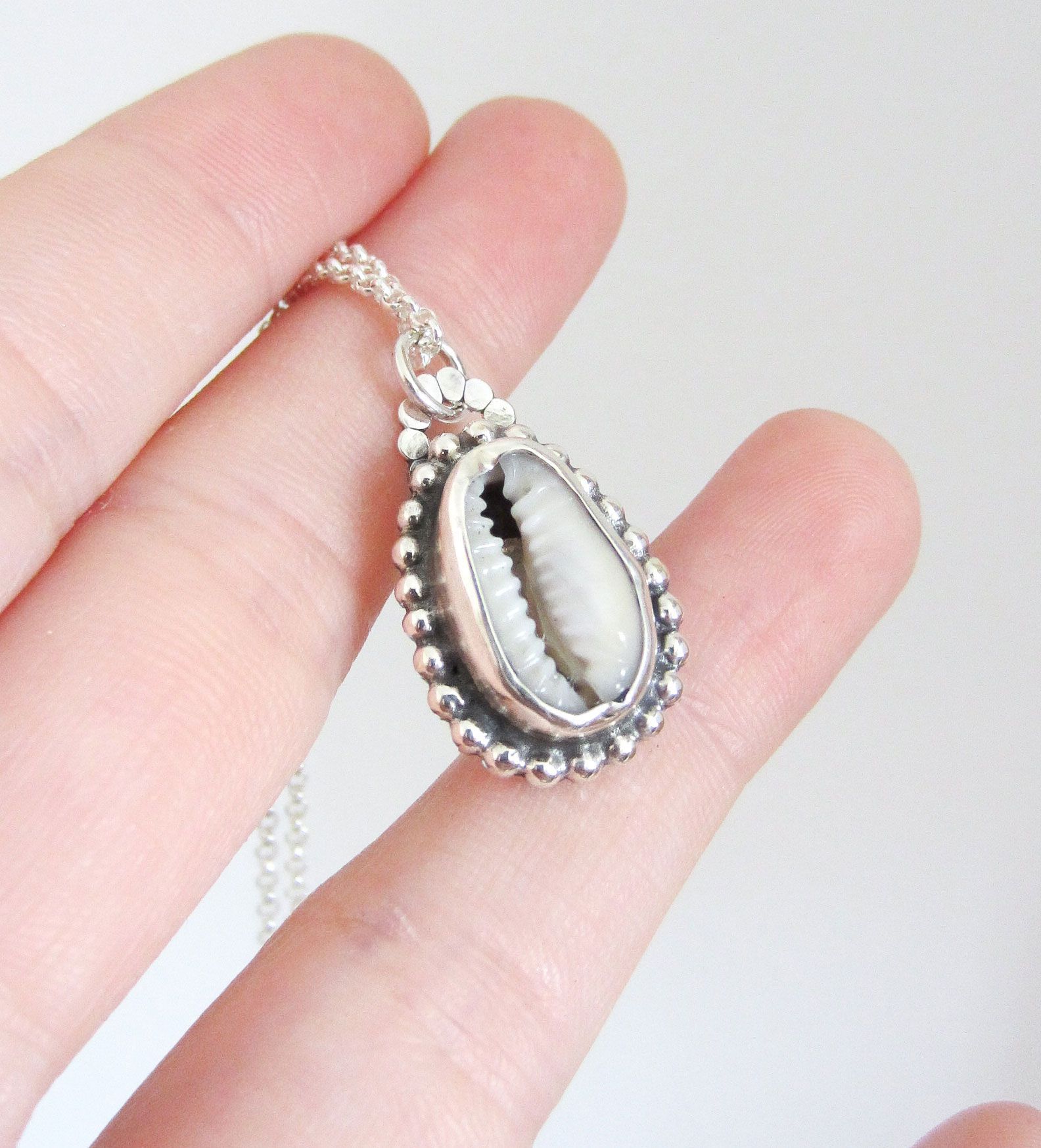 Concha cowrie - Imagen 3