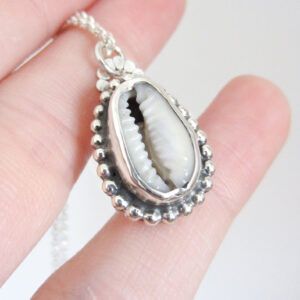 Concha cowrie