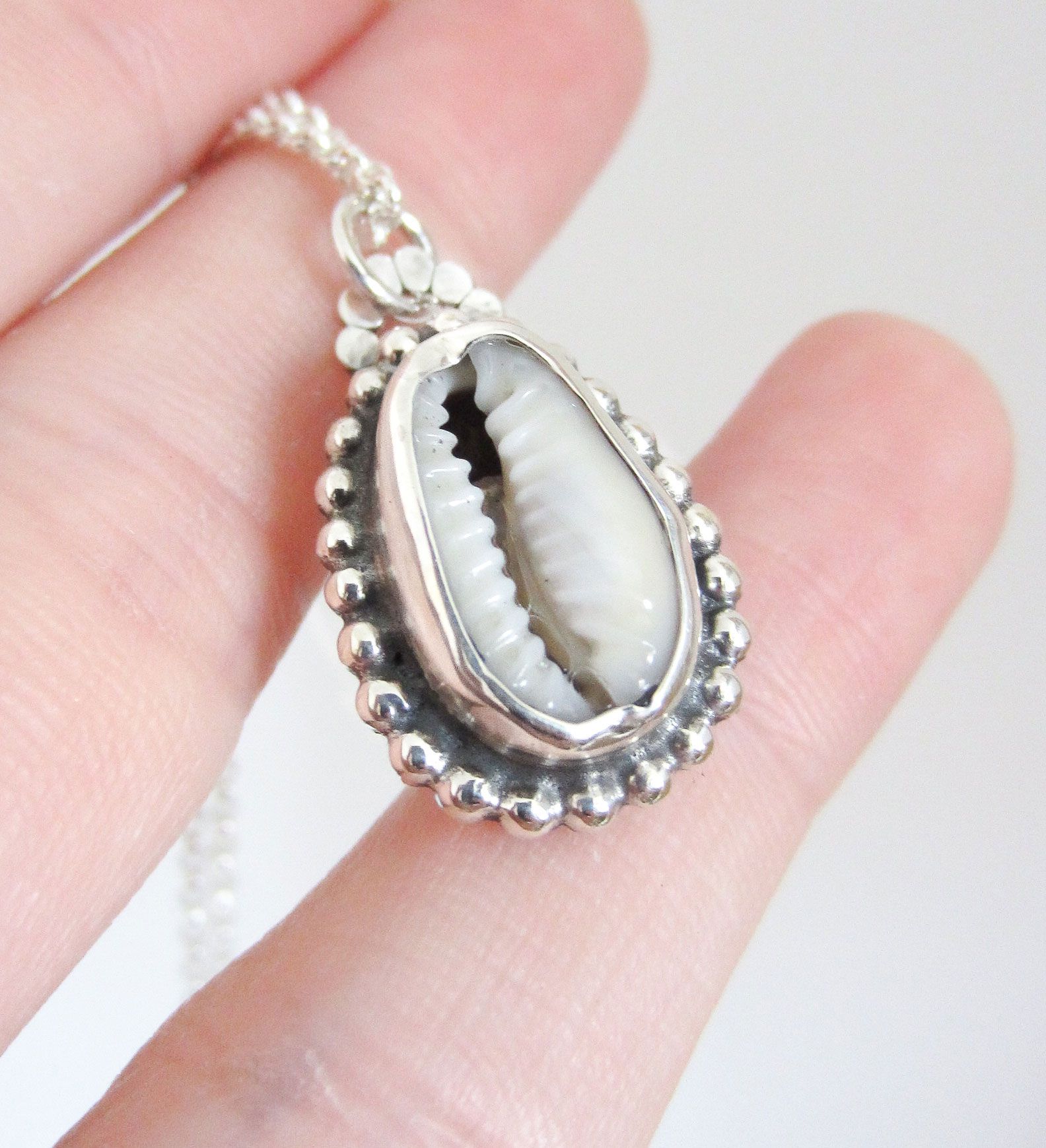 Concha cowrie