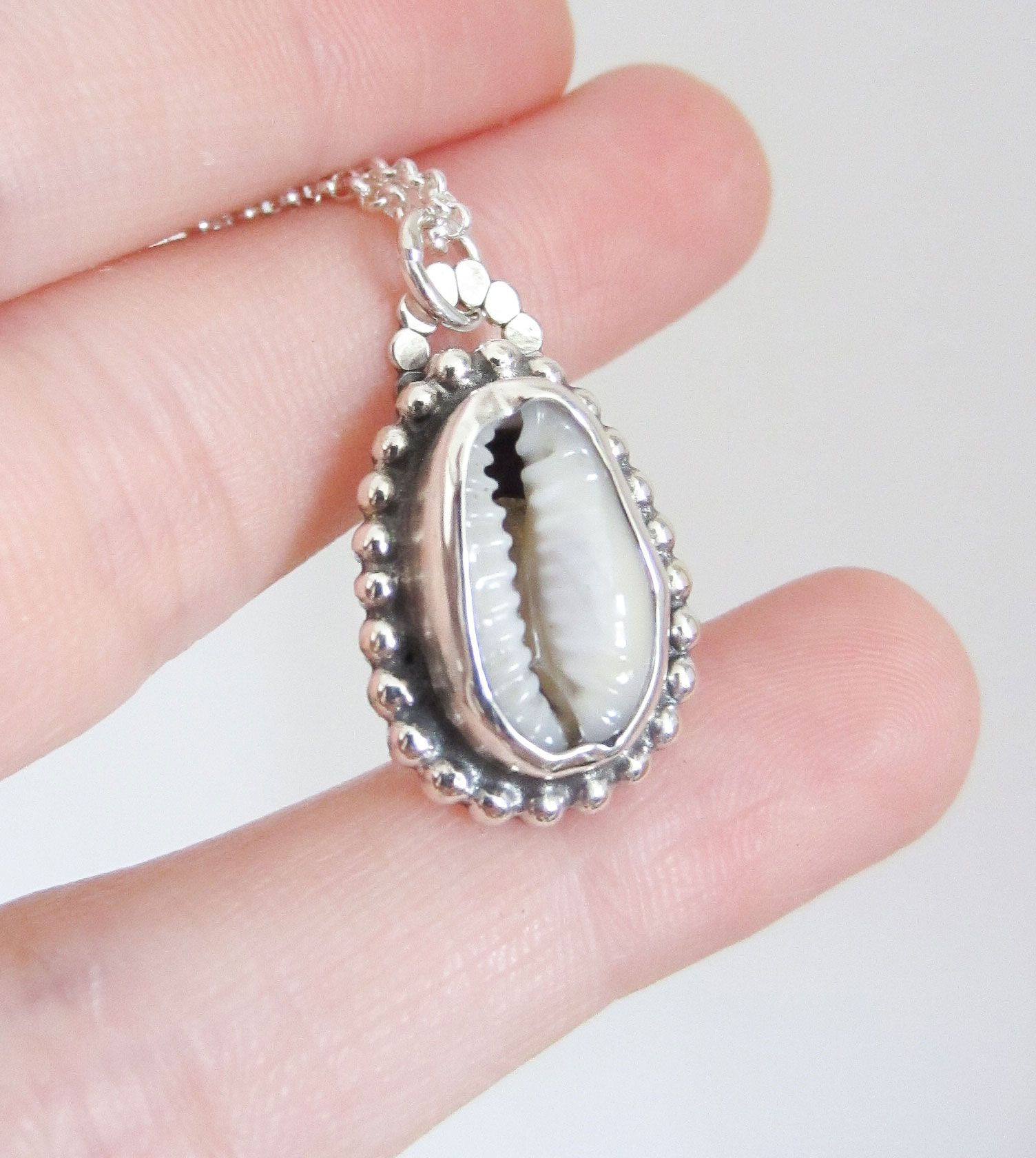 Concha cowrie - Imagen 2